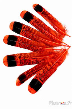 Francolino di monte - 11-13 cm - arancione-nero